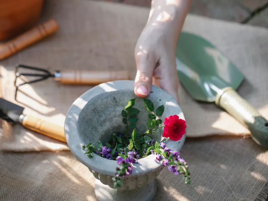 Gardener taking vase of blooming flowers for planting