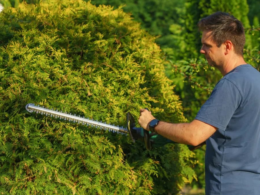 Man Cutting a Hedge with a Trimmer in the Garden