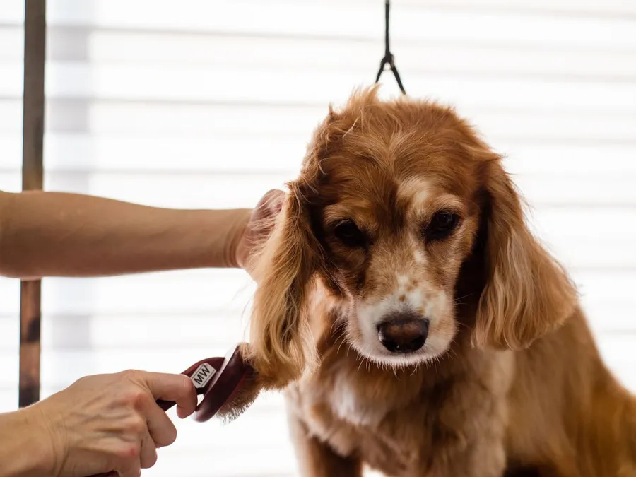Groomer Brushing a Dog