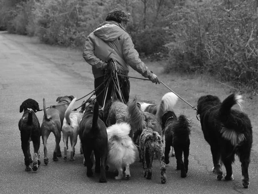 Dogs on a Walk with a Professional Dog Walker