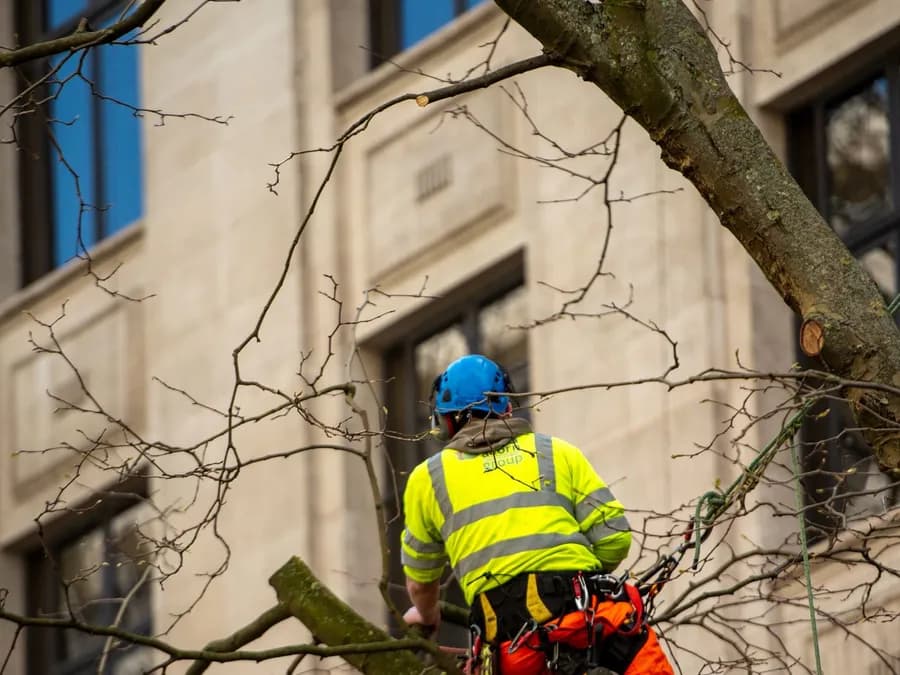 Arborist Working on a Tree in Birmingham, UK